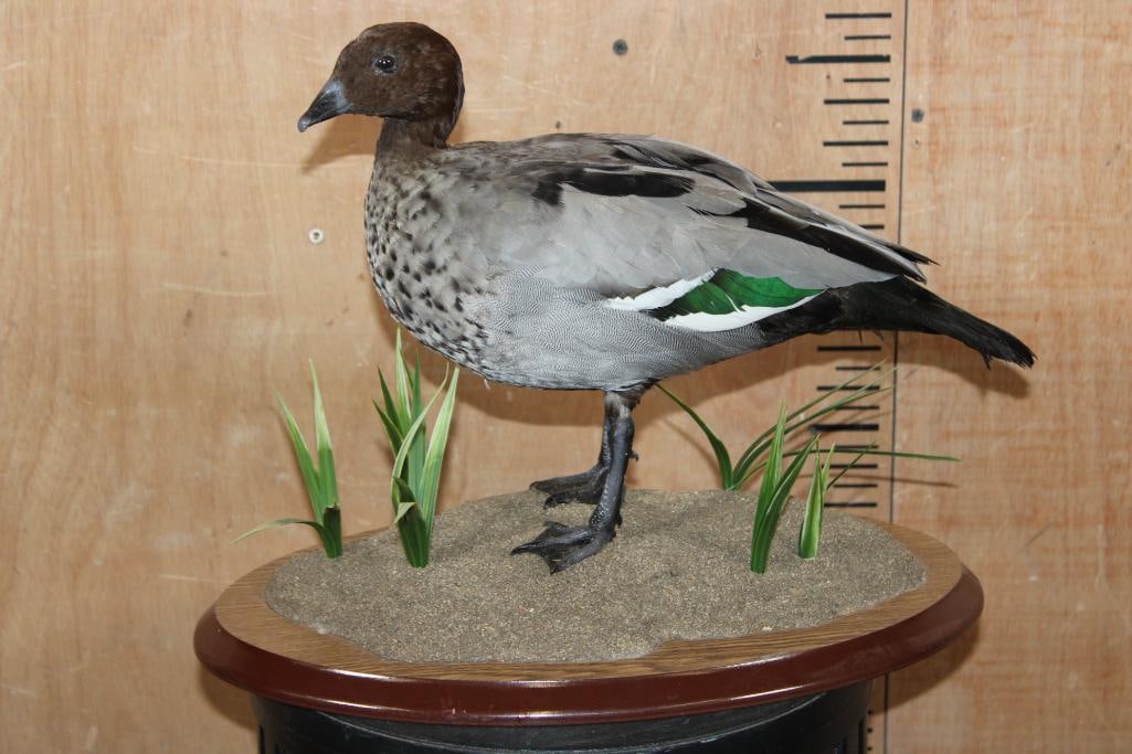 AUSTRALIAN WOOD DUCK or MANED GOOSE on a Decorative Base (1 of 7)