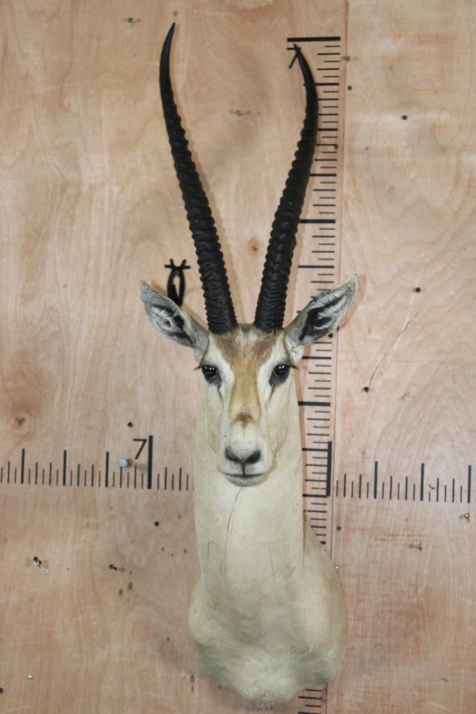 GRANT'S GAZELLE Shoulder Mount (1 of 9)