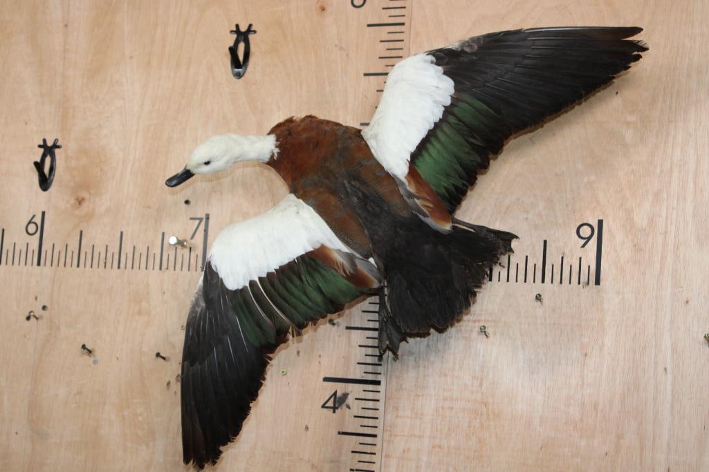 Flying PARADISE SHELDUCK on Driftwood: Life-sized Flying PARADISE SHELDUCK from New Zealand. It is mounted on Driftwood and measures 25" Long x 25" Wide x 9" Depth. It is in Good Condition. TAXIDERMY BIRDS 