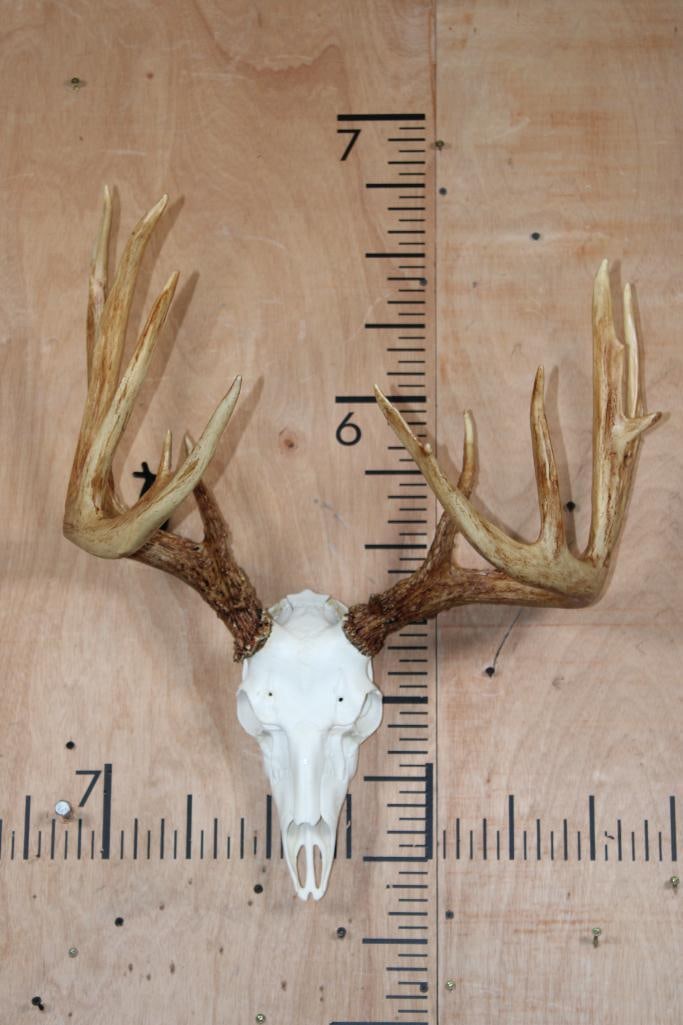 Big 14-Point WHITETAIL DEER Antler Rack on a Reproduction Skull (1 of 5)