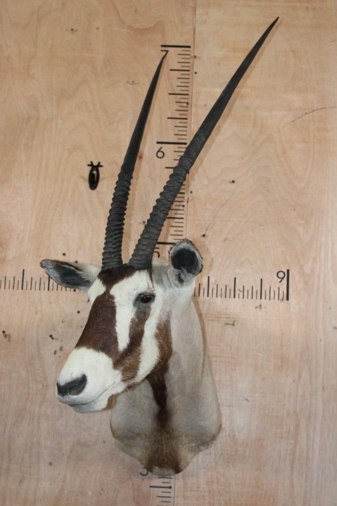 GEMSBOK Shoulder Mount - 2