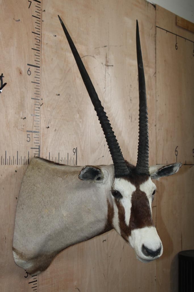 GEMSBOK Shoulder Mount - 4