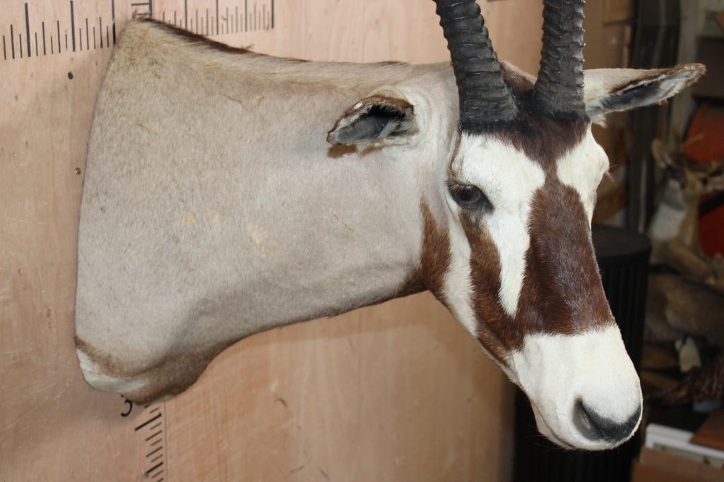 GEMSBOK Shoulder Mount - 5