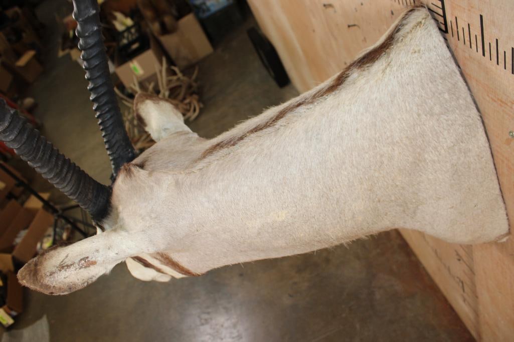 GEMSBOK Shoulder Mount - 7