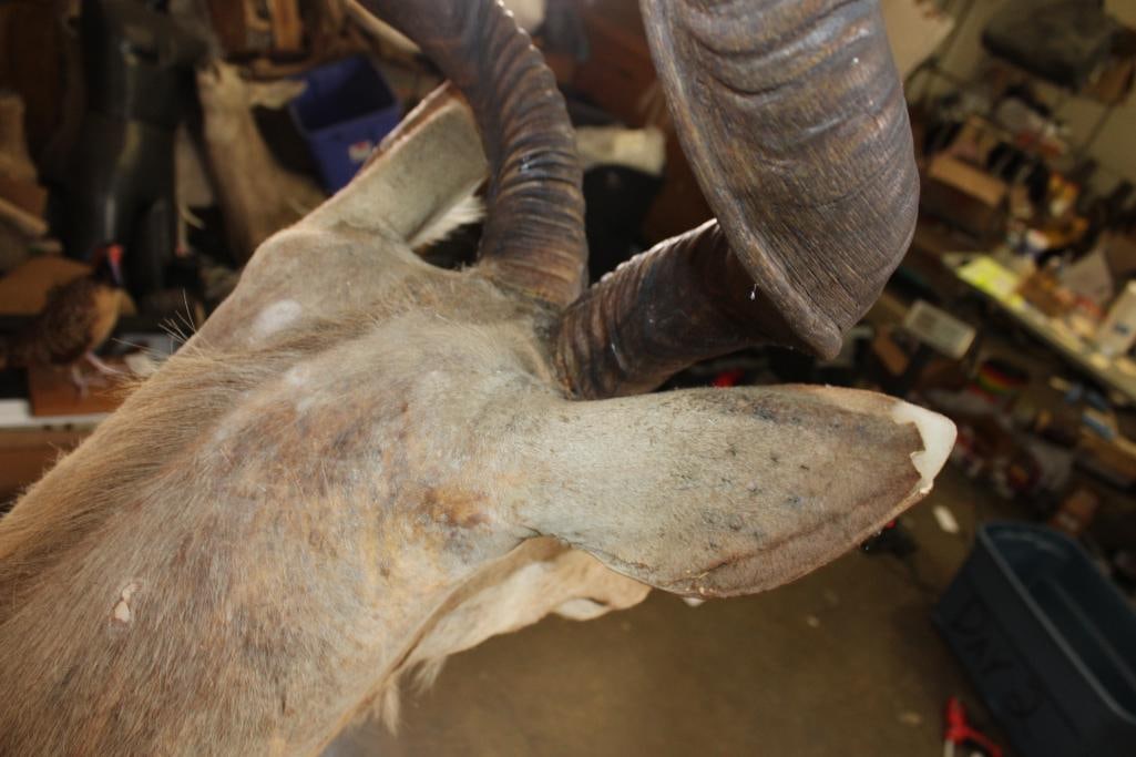 KUDU Shoulder Mount - 10