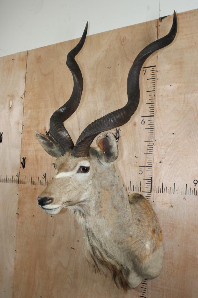 KUDU Shoulder Mount - 2