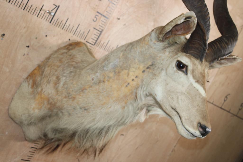 KUDU Shoulder Mount - 4