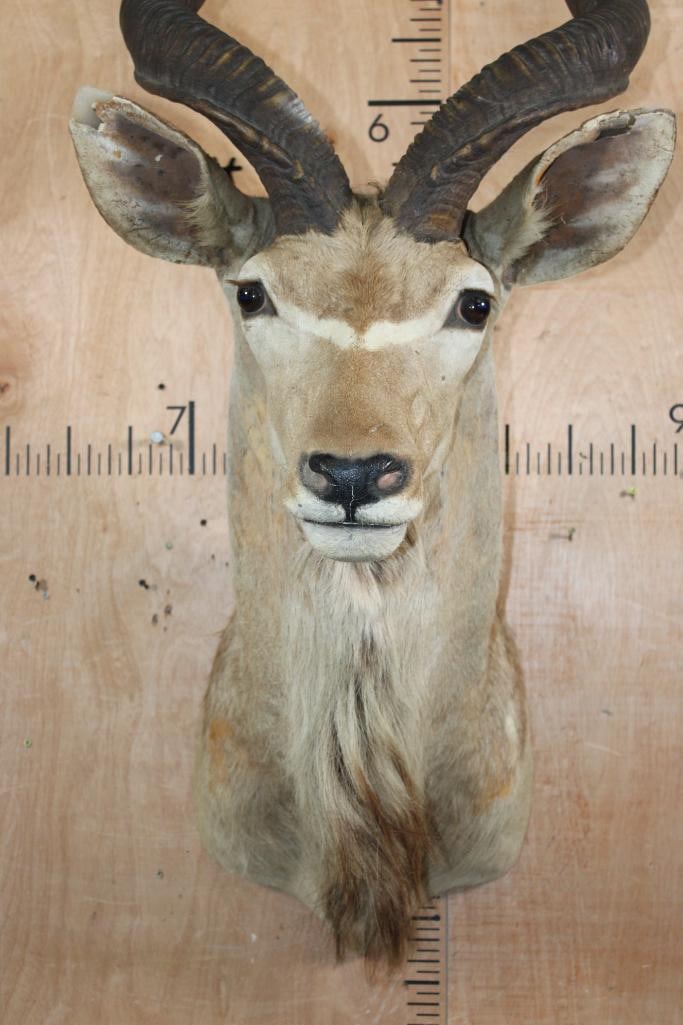 KUDU Shoulder Mount - 5