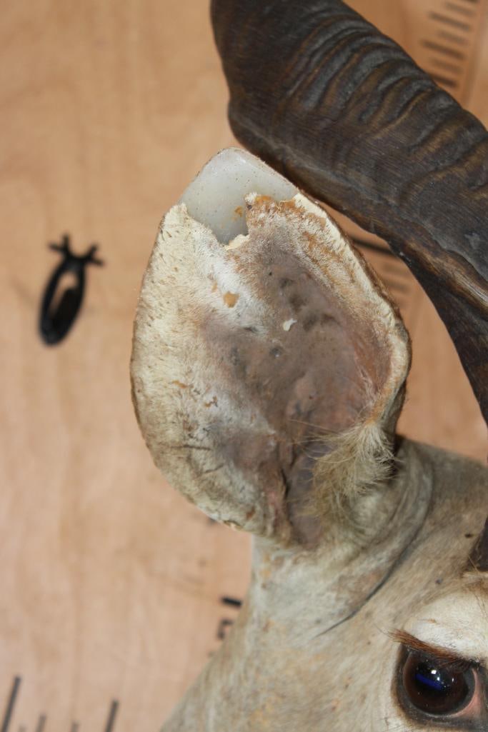 KUDU Shoulder Mount - 6