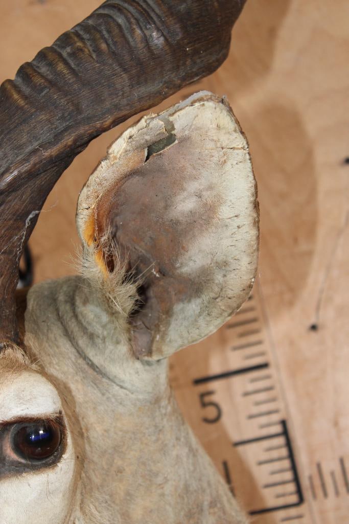 KUDU Shoulder Mount - 7