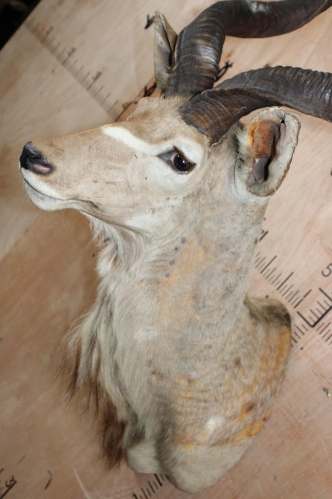 KUDU Shoulder Mount - 8