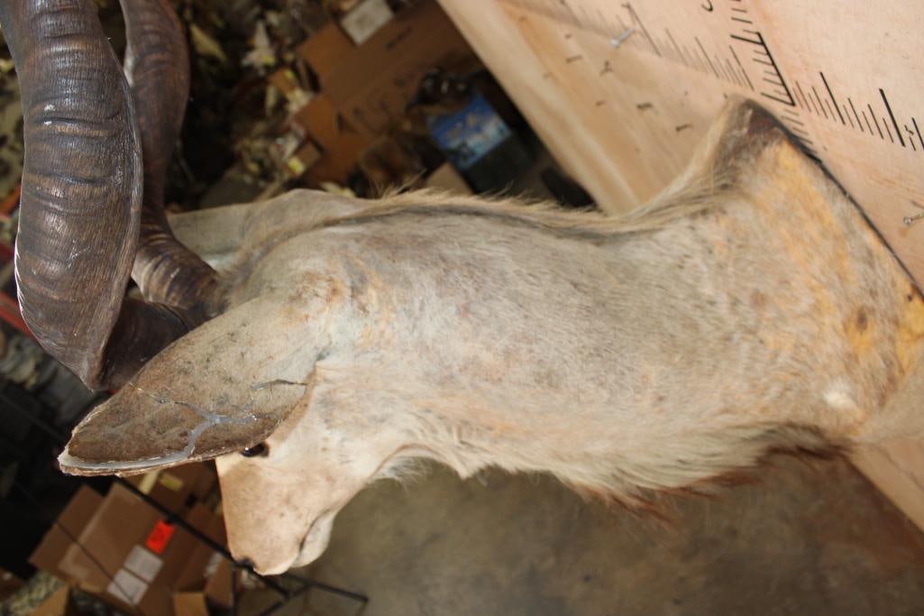 KUDU Shoulder Mount - 9