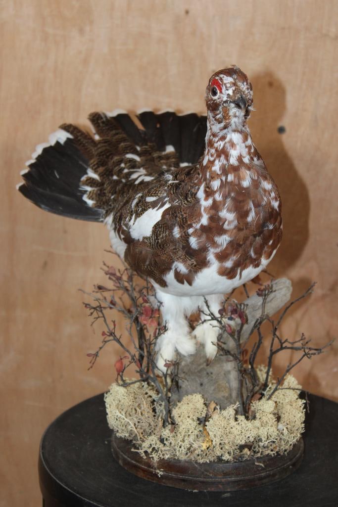 WILLOW PTARMIGAN Bird on a Decorative Base: Life-sized WILLOW PTARMIGAN Bird with its Late Fall Coat from Alaska. It is mounted on a Decorative Base that measures 13" Long x 10" Wide x 14" Tall. This is an older mount in Fair Condition. TAXIDER