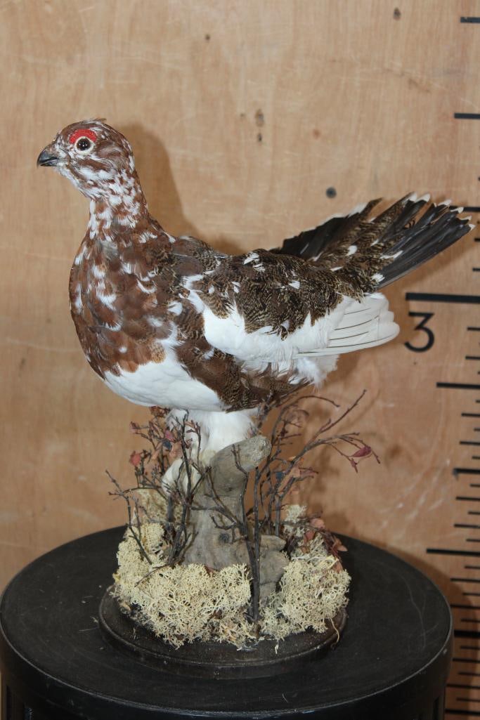 WILLOW PTARMIGAN Bird on a Decorative Base - 2