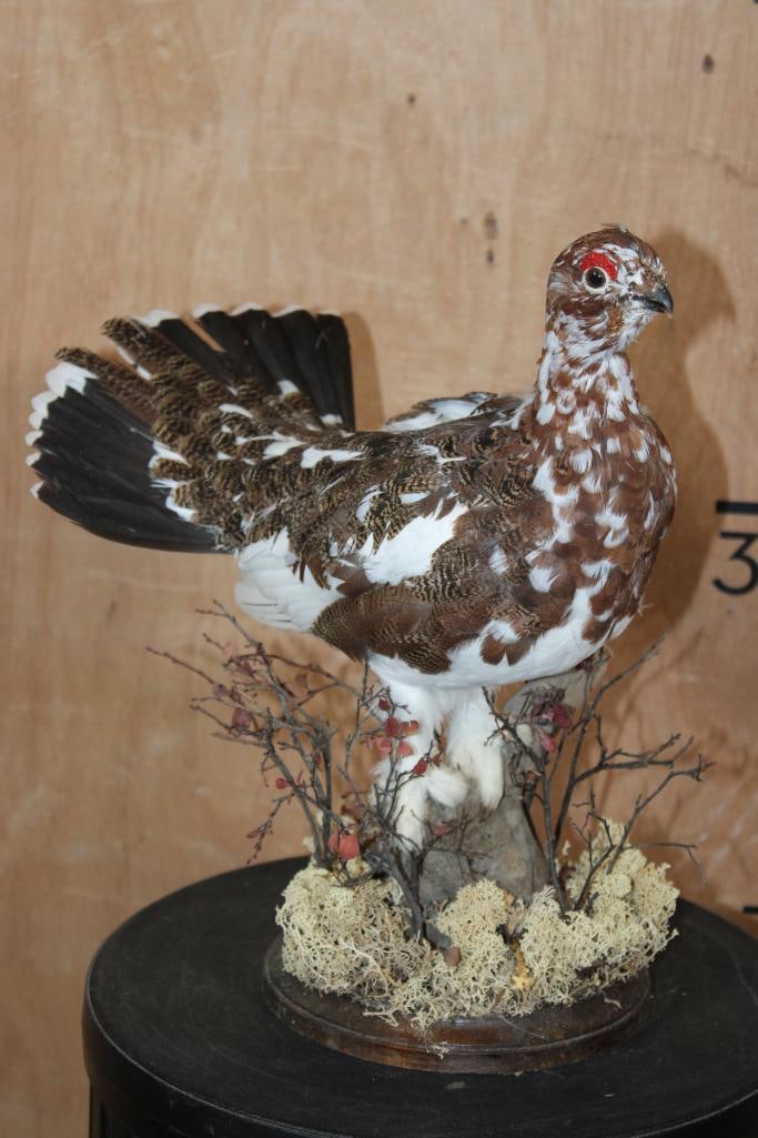 WILLOW PTARMIGAN Bird on a Decorative Base - 3