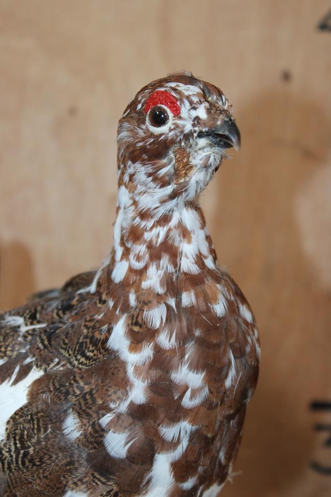 WILLOW PTARMIGAN Bird on a Decorative Base - 4