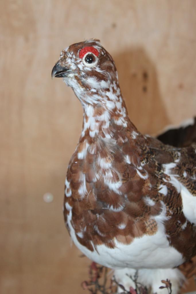 WILLOW PTARMIGAN Bird on a Decorative Base - 5
