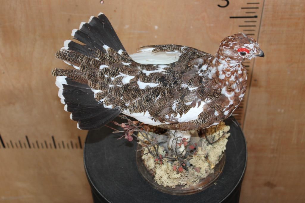 WILLOW PTARMIGAN Bird on a Decorative Base - 6
