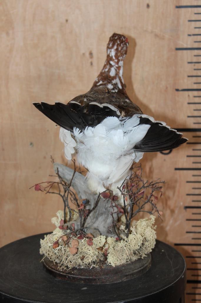 WILLOW PTARMIGAN Bird on a Decorative Base - 7