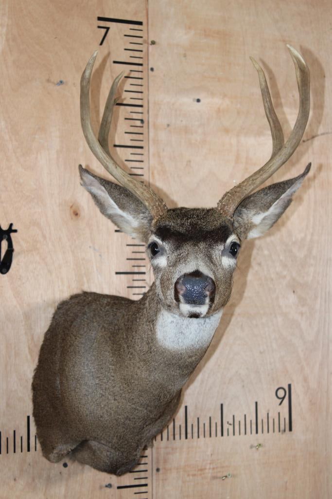 Big 8-Point BLACKTAIL DEER Shoulder Mount (1 of 8)