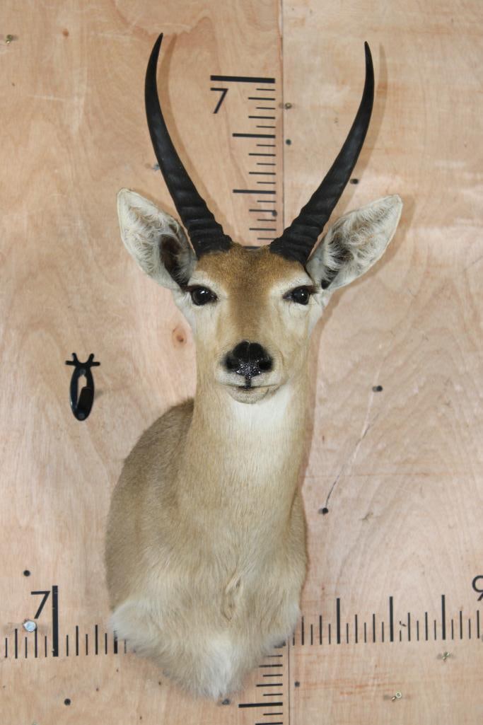 Big REEDBUCK Shoulder Mount: Very Nice, Clean, and Newer REEDBUCK Shoulder Mount. The Horns measure 12" Long each. It is in Good Condition. TAXIDERMY 
