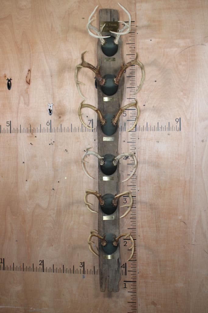 "Uncle Chuck's Bucks" Unique 6 WHITETAIL DEER Racks on a Rustic Wood Plank: Very Unique "Uncle Chuck's Bucks", 6 WHITETAIL DEER Antler Racks on a Rustic Wood Plank. The largest Deer Rack has an 18" Spread. The Plank measures 78" Long. TAXIDERMY 
