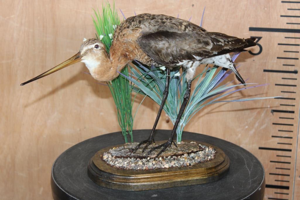 *Rarely Seen* BLACK-TAILED GODWIT on a Decorative Wood Plaque Base (1 of 8)