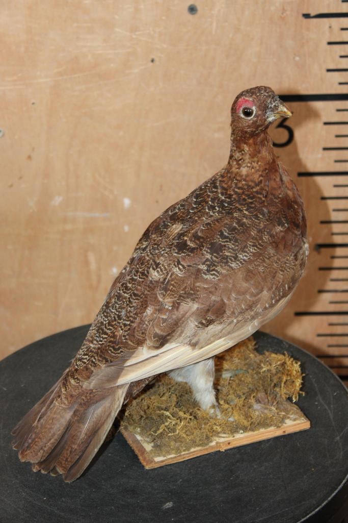 PTARMIGAN Bird Mounted on a Decorative Wood Base: Life-sized PTARMIGAN Bird Mounted on a Decorative Wood Base. It measures 9.5" Long x 5" Wide x 10.5" Tall and is in Good Condition. TAXIDERMY BIRDS 