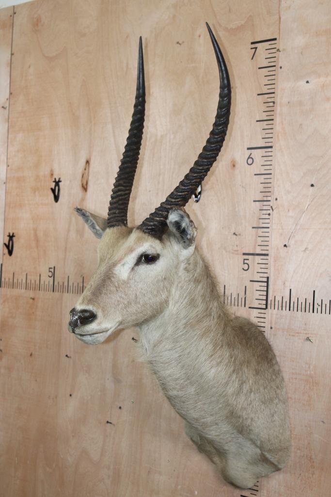 WATERBUCK Shoulder Mount - 2