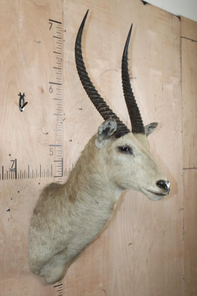 WATERBUCK Shoulder Mount - 3