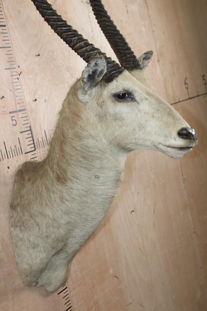 WATERBUCK Shoulder Mount - 4