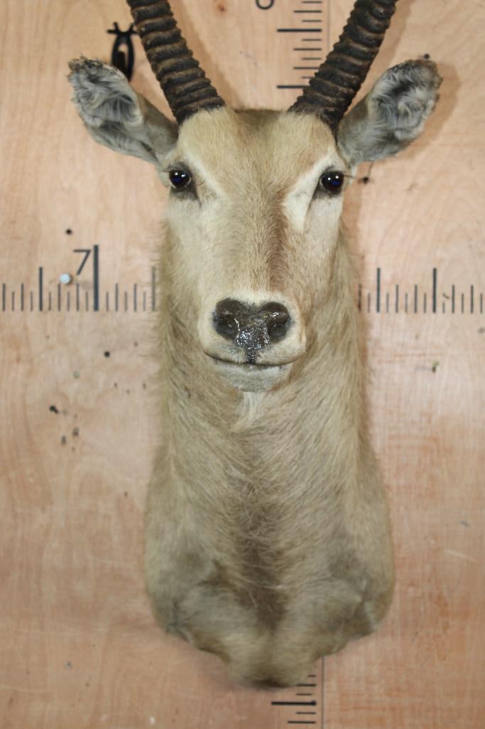 WATERBUCK Shoulder Mount - 5