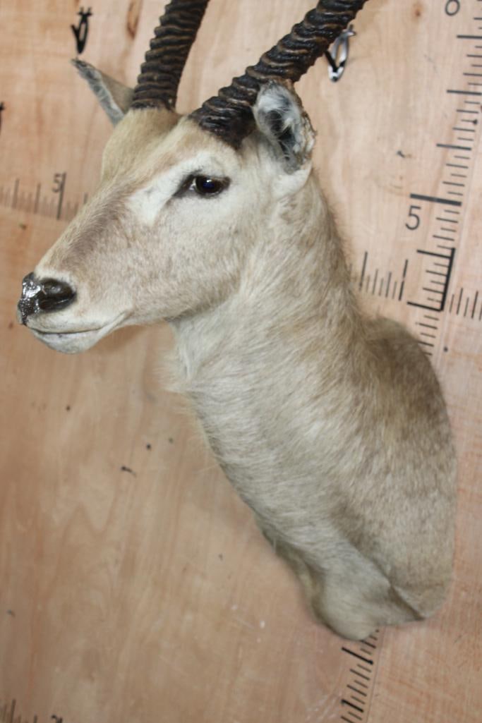 WATERBUCK Shoulder Mount - 6