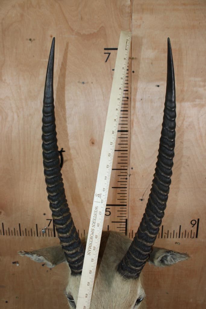 WATERBUCK Shoulder Mount - 7