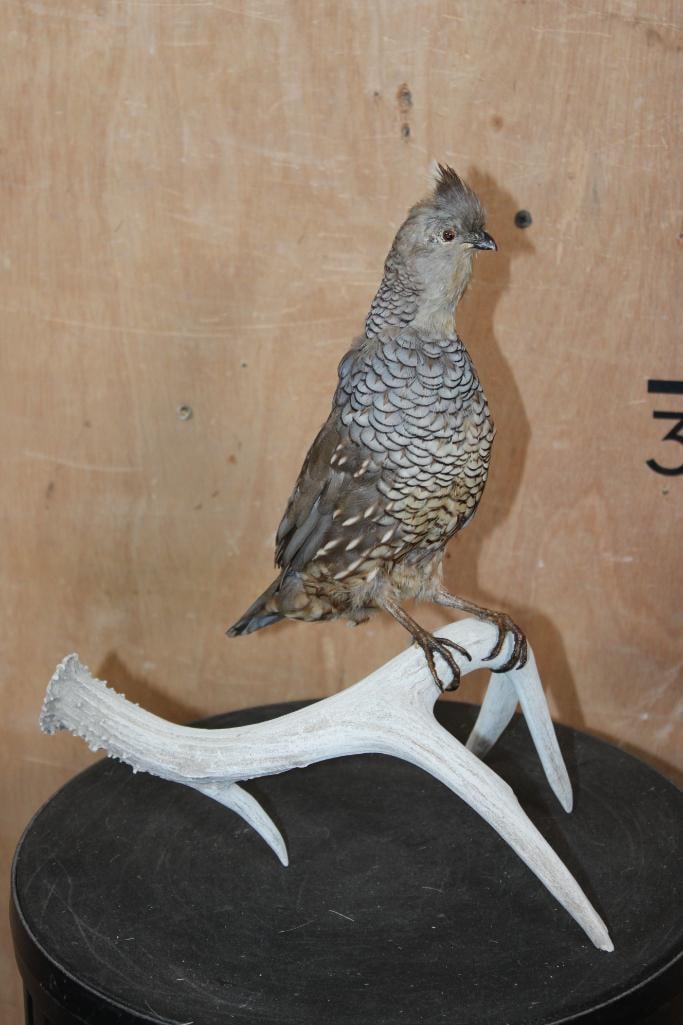 SCALED QUAIL or COTTONTOP Perched on a Deer Antler Base (1 of 7)