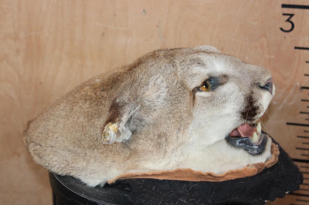Mounted MOUNTAIN LION or COUGAR Head - 3