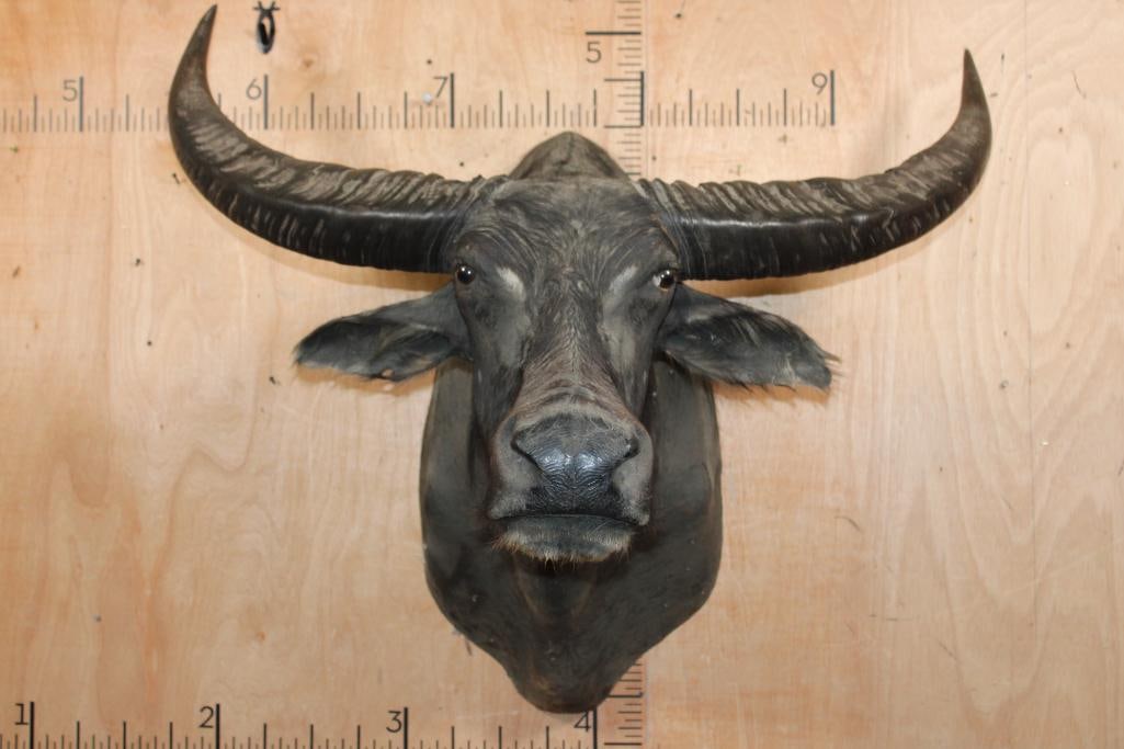 XL WATER BUFFALO Shoulder Mount (1 of 7)