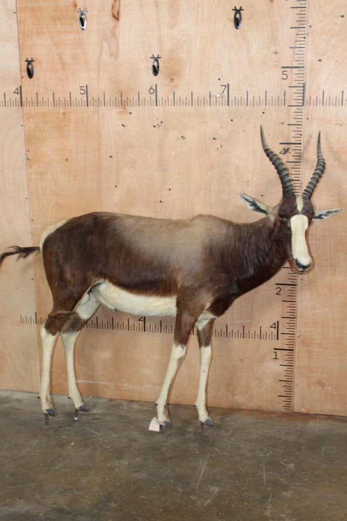Life-sized BLESBOK on Bolts with No Base (1 of 6)