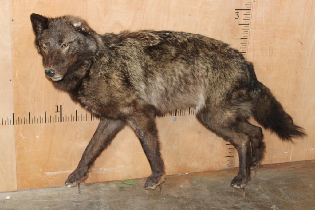 Life-sized WOLF on Bolts with No Base (1 of 7)