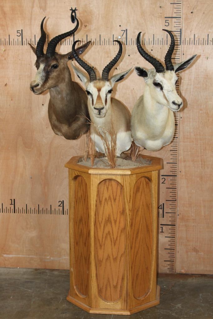 3 SPRINGBOK Pedestal Mount (1 of 9)