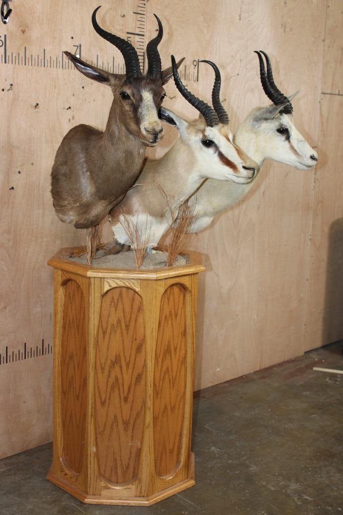 3 SPRINGBOK Pedestal Mount - 2