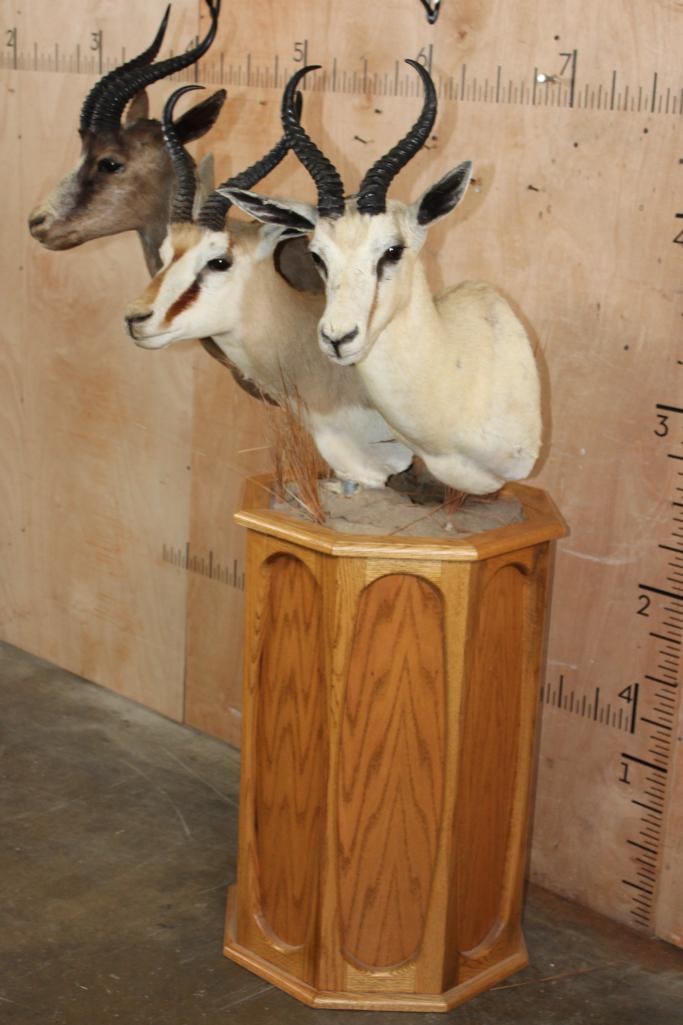 3 SPRINGBOK Pedestal Mount - 3