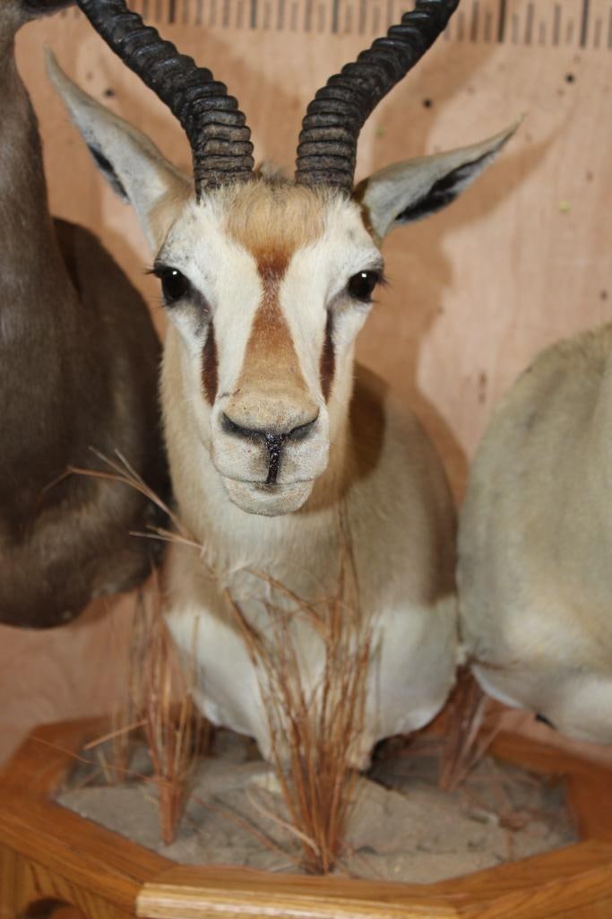 3 SPRINGBOK Pedestal Mount - 5