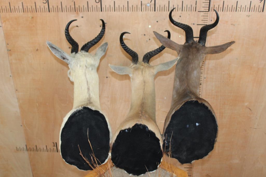 3 SPRINGBOK Pedestal Mount - 8