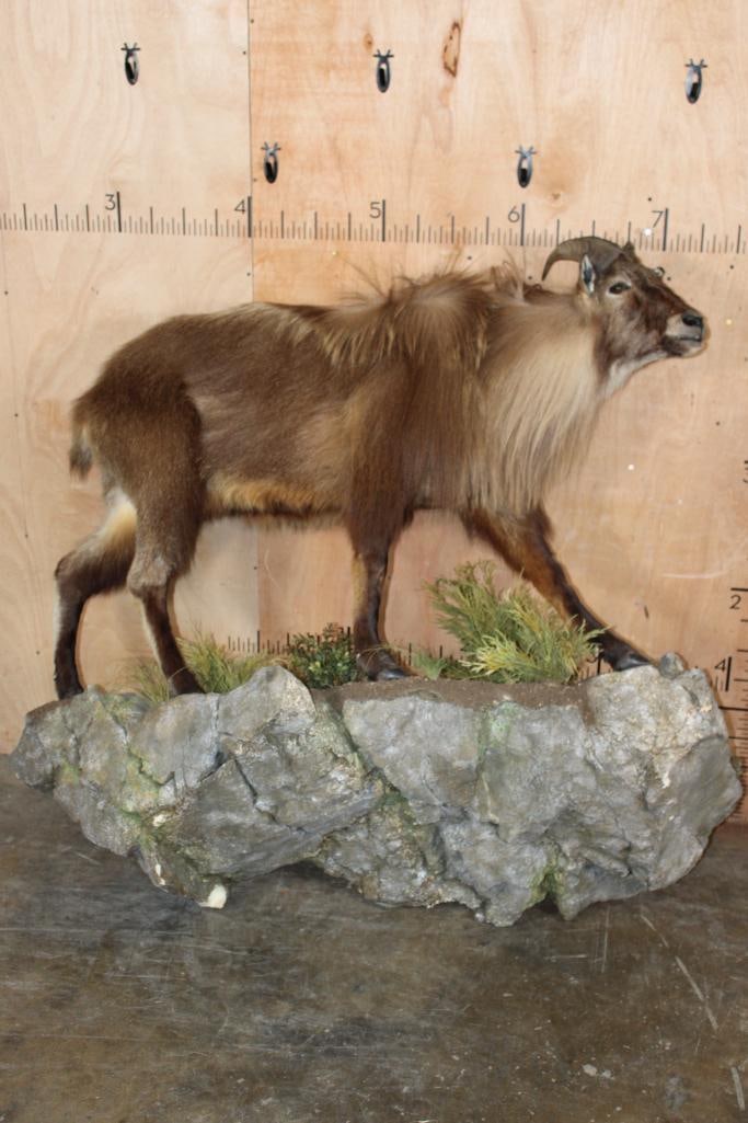 Life-sized TAHR on a Rock Wall Hanging Base: Very Nice, Clean, and Newer Life-sized TAHR. The Left Horn measures 10.25" Long and the Right Horn measures 10.5" Long. It is mounted on a lightweight (foam) Rock Wall Hanging Base with minor foam