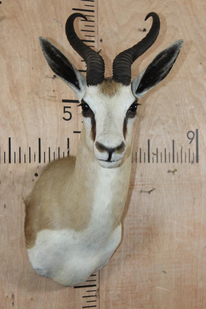 SPRINGBOK Shoulder Mount: Nice and Clean SPRINGBOK Shoulder Mount. It is in Good Condition. TAXIDERMY 