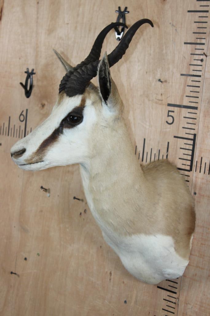 SPRINGBOK Shoulder Mount - 3