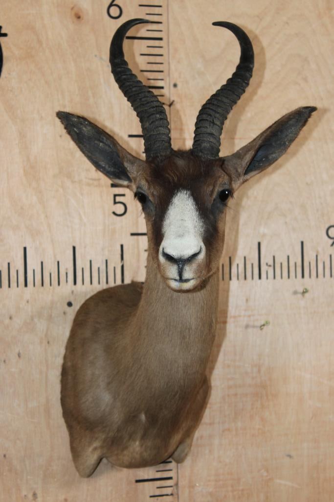 CHOCOLATE SPRINGBOK Shoulder Mount: Nice CHOCOLATE SPRINGBOK Shoulder Mount. The Left Horn measures 11.25" Long and the Right Horn measures 11.5" Long. It is in Good Condition. TAXIDERMY 