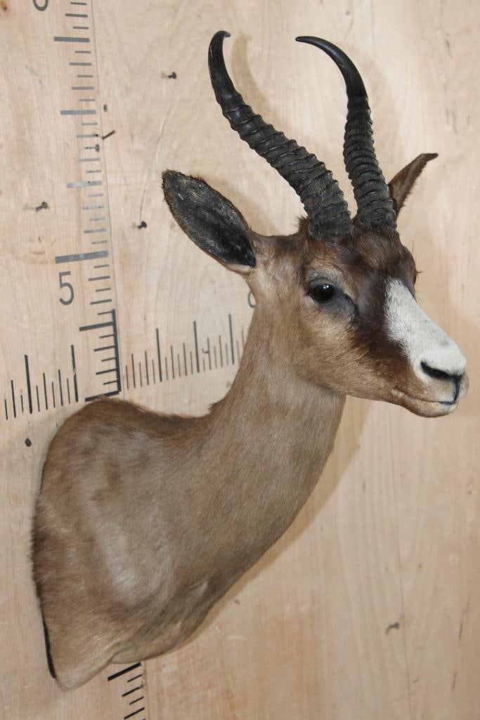 CHOCOLATE SPRINGBOK Shoulder Mount - 4