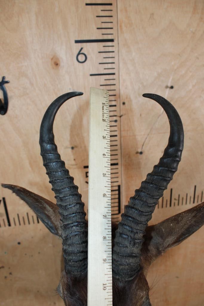 CHOCOLATE SPRINGBOK Shoulder Mount - 5